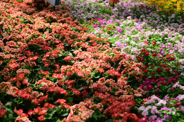 Combien coûte une sculpture de jardin ? Approche budget