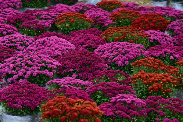 Le guide ultime pour l'achat de rideaux en ligne